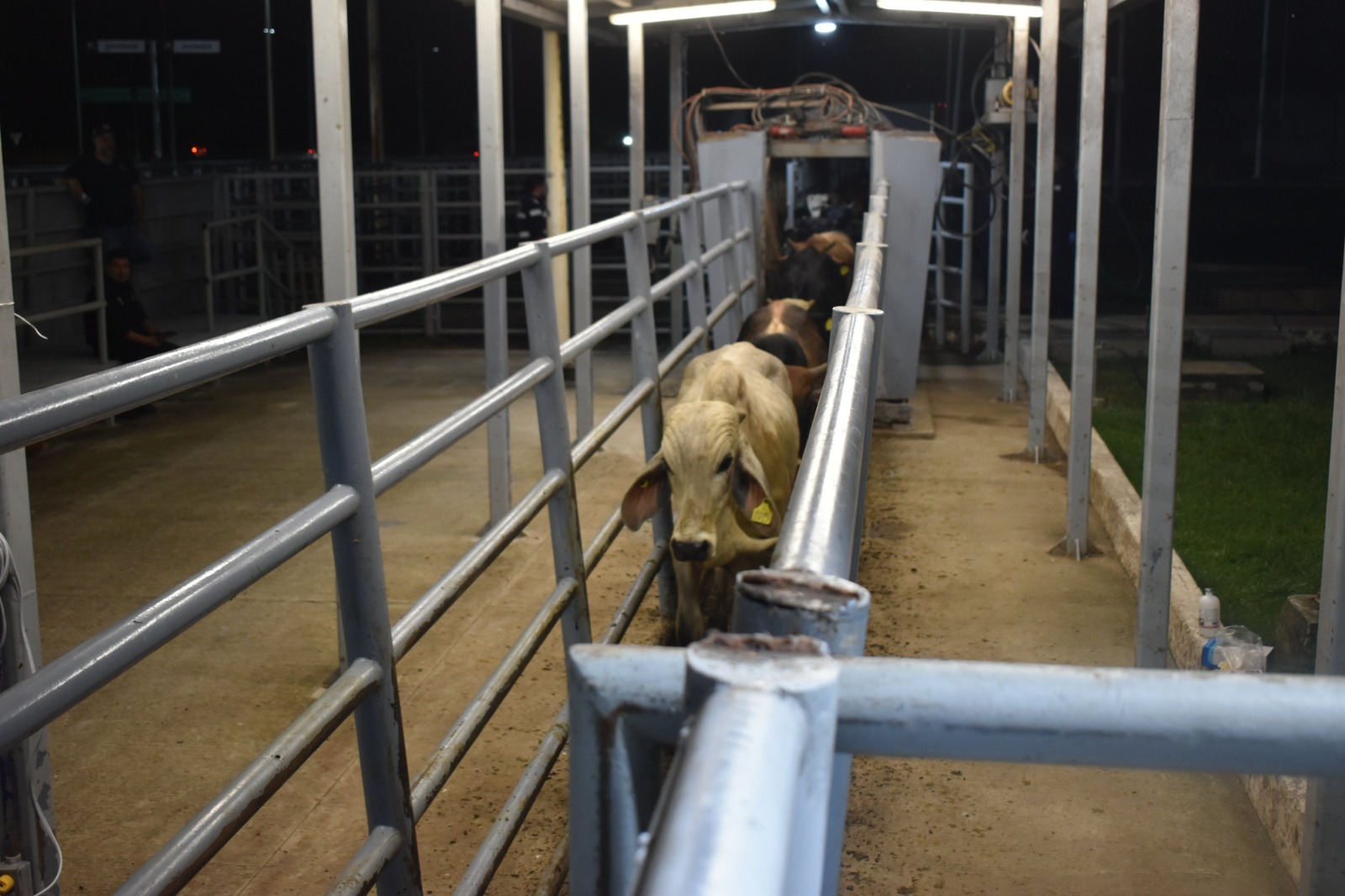 Reapertura de frontera por plaga avanza con apoyo de EE.UU.