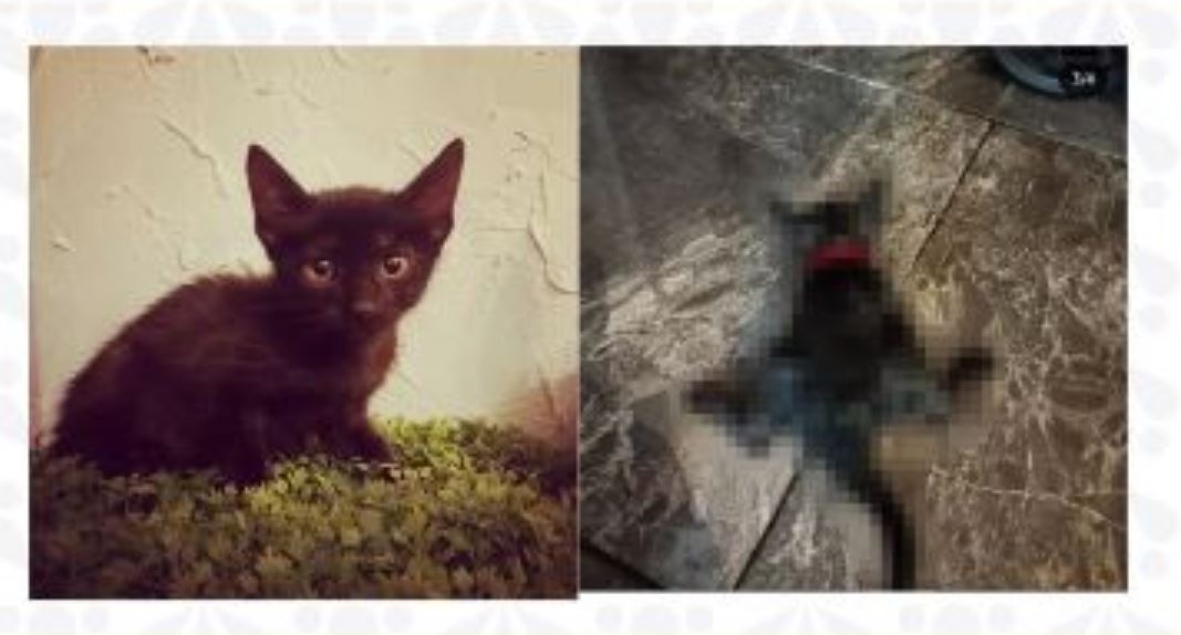 Vinculan a proceso a hombre por delito de crueldad animal en Puebla