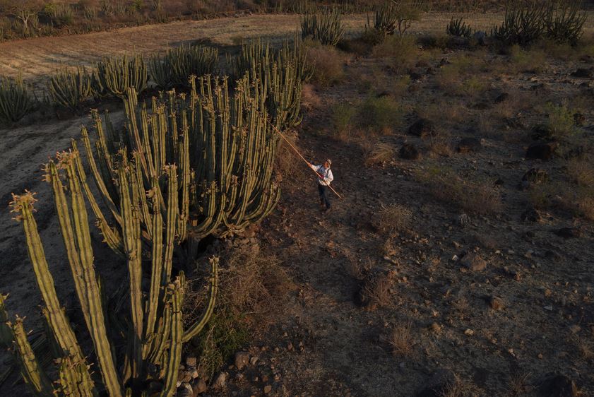 Amacueca celebra la riqueza cultural en el Festival de la Pitaya 2025