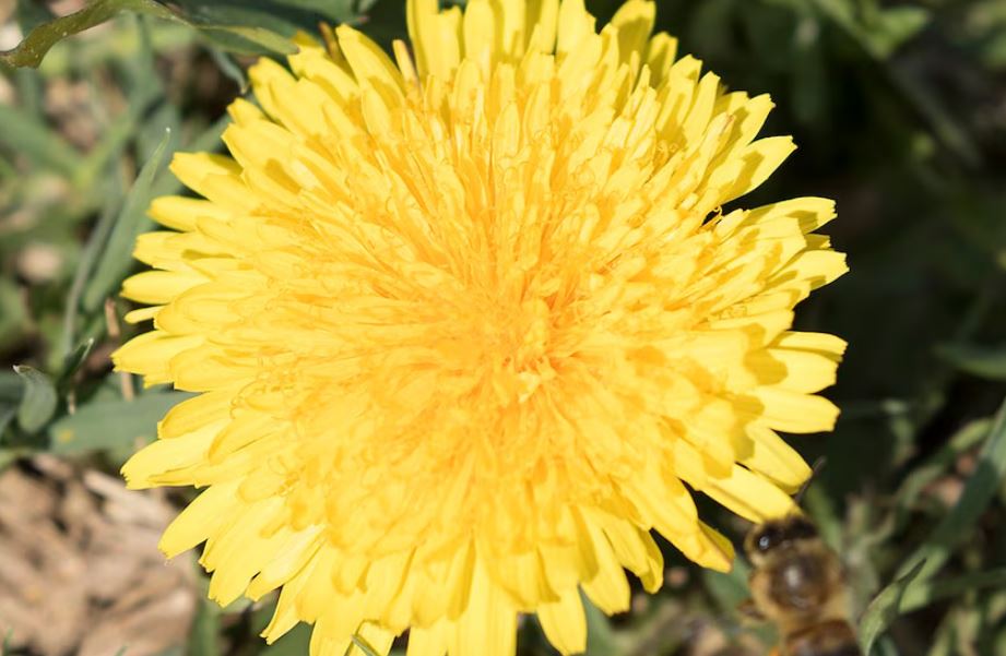 Diente de león: un aliado natural para cuidar los riñones y la digestión