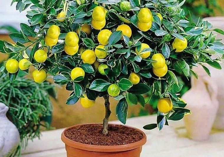 ¿Cómo hacer que tu limonero florezca y produzca más frutos?