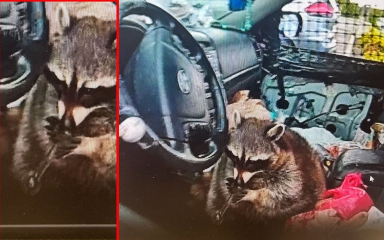 Mapache con pipa de metanfetamina sorprende a policía en Ohio