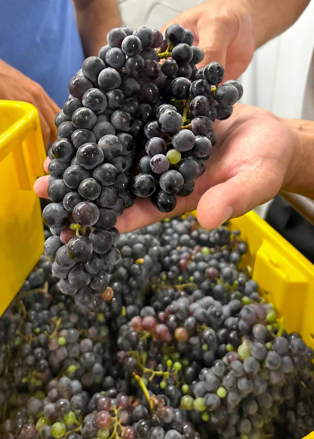 vino2