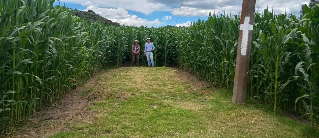 Tlaxcala lanza millonario apoyo 2026 para productores de maíz blanco