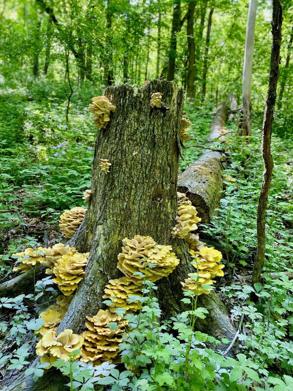 hongos2