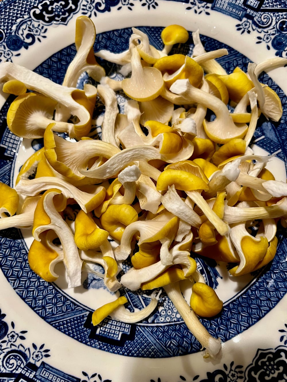 hongos4
