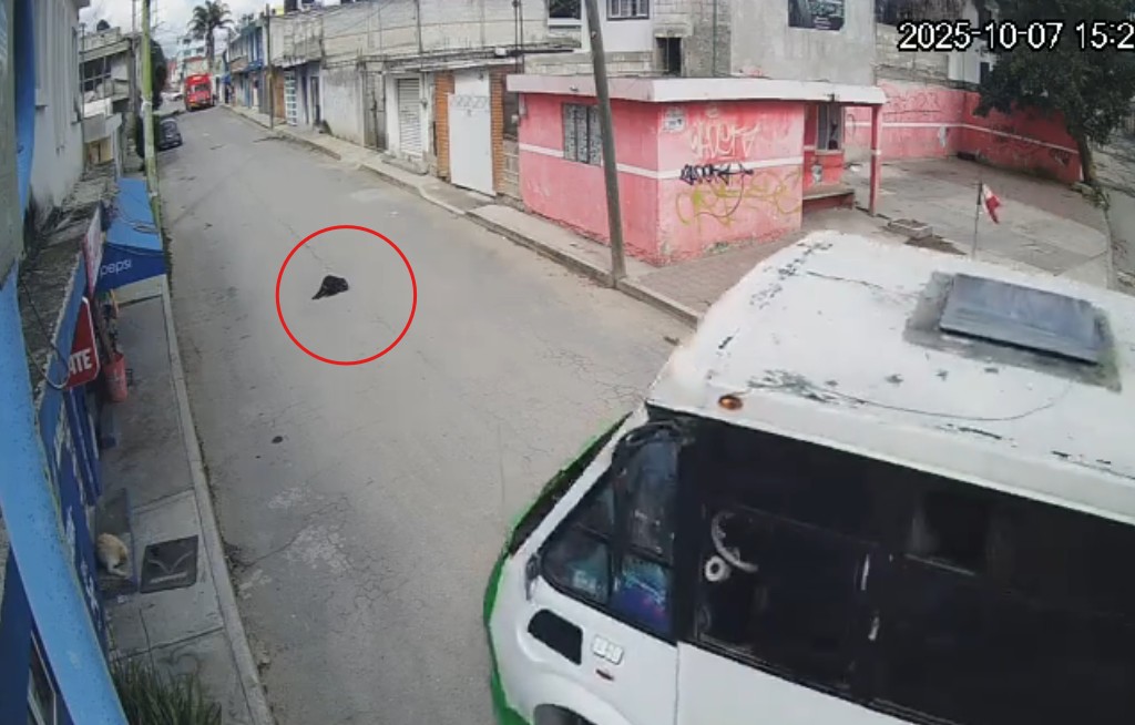 Chofer de la Ruta 68 atropella a un perro en Xonacatepec
