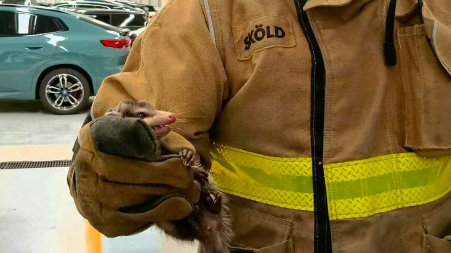 Bomberos de San Andrés Cholula rescatan tlacuaches atrapados en vehículo