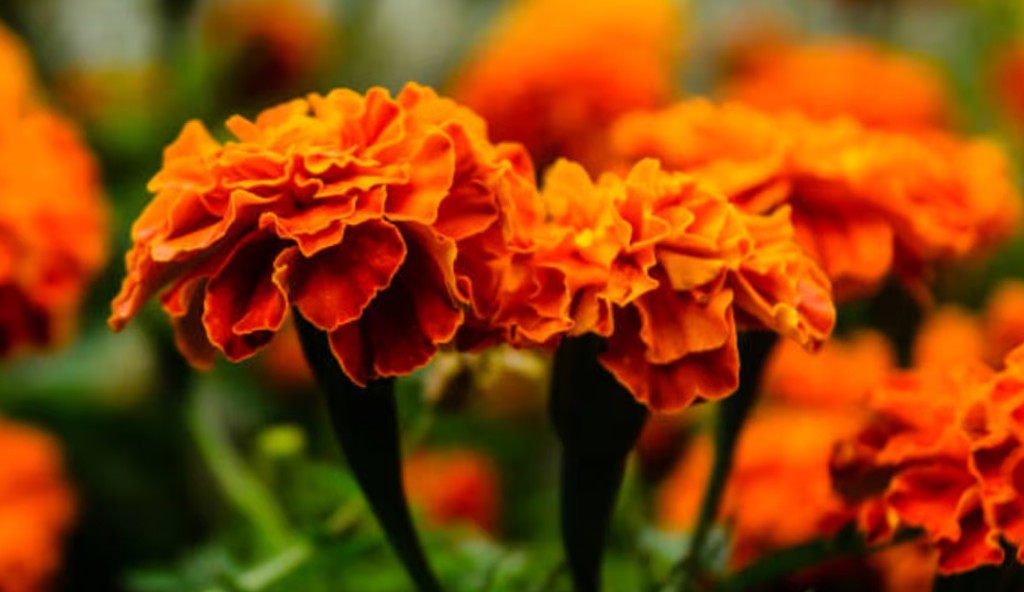 El cempasúchil: símbolo de vida y memoria en México