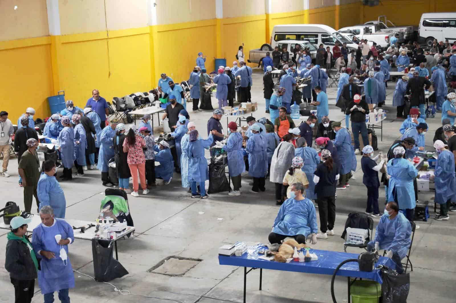 Chiautempan impulsa jornada masiva de esterilización de perros y gatos