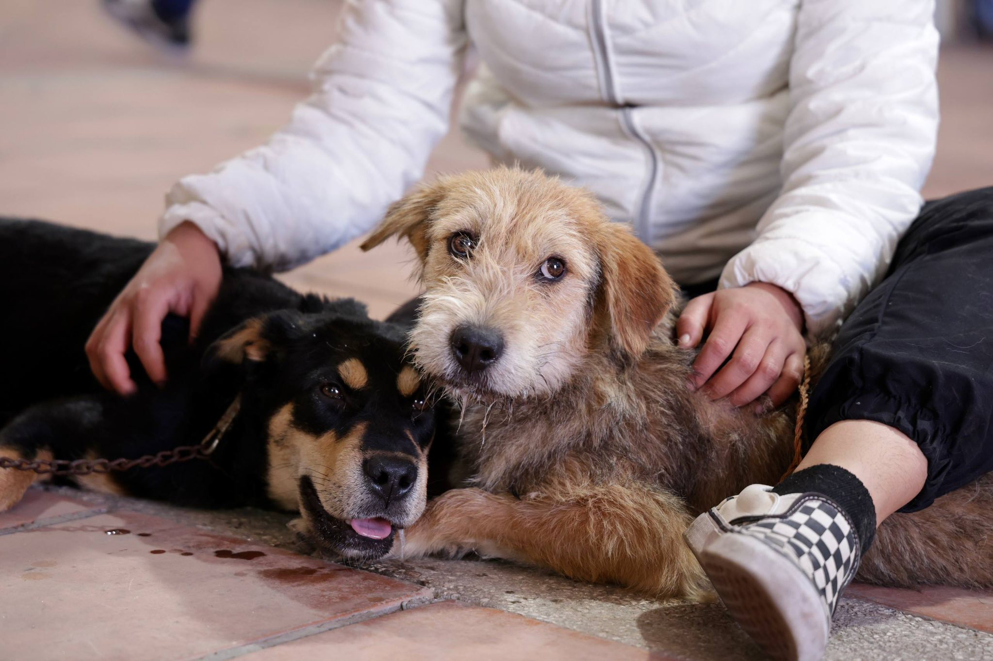 Promueve San Andrés Cholula el bienestar animal con Jornada de Esterilización Canina y Felina en San Antonio Cacalotepec