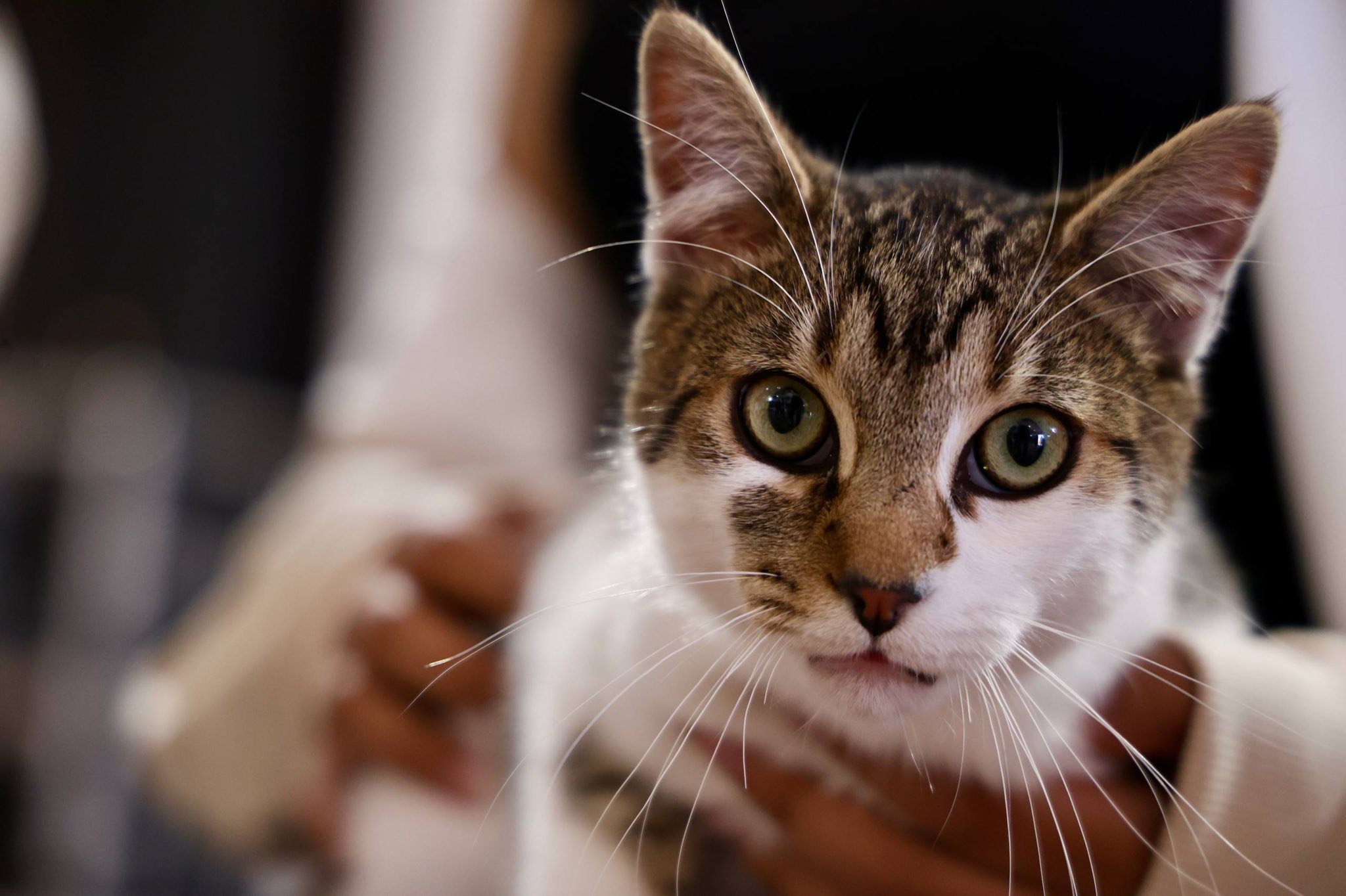 Promueve San Andrés Cholula el bienestar animal con Jornada de Esterilización Canina y Felina en San Antonio Cacalotepec