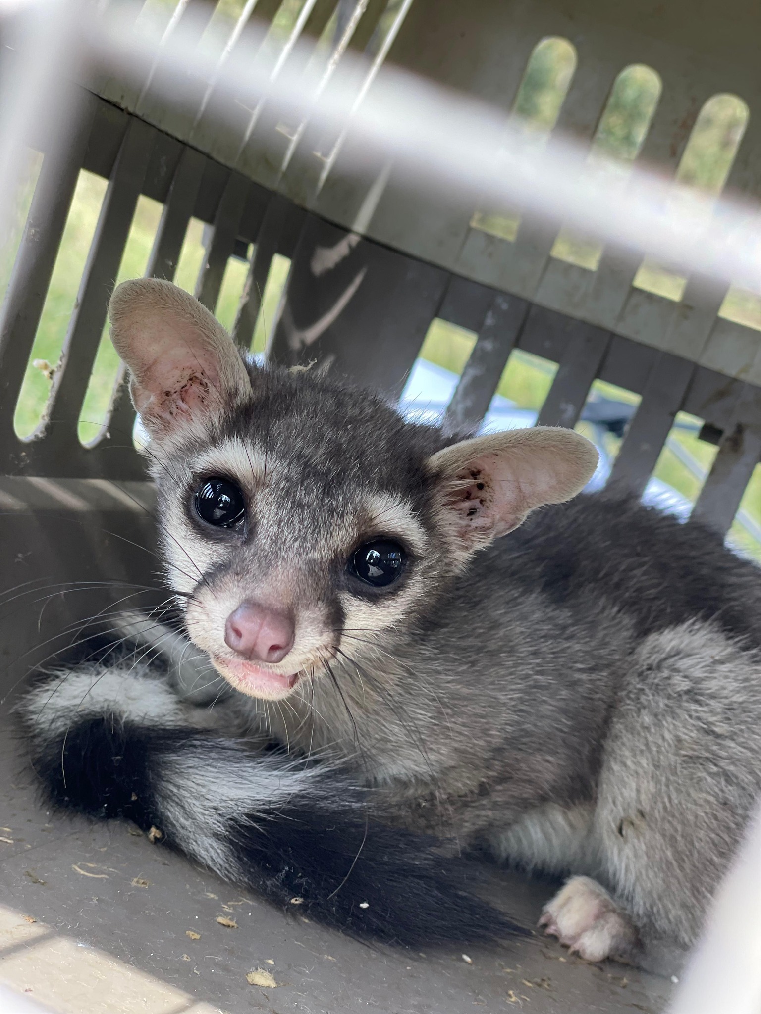 Tonantzin Fernández reafirma su compromiso con la protección animal: cacomixtle regresa a su hábitat natural