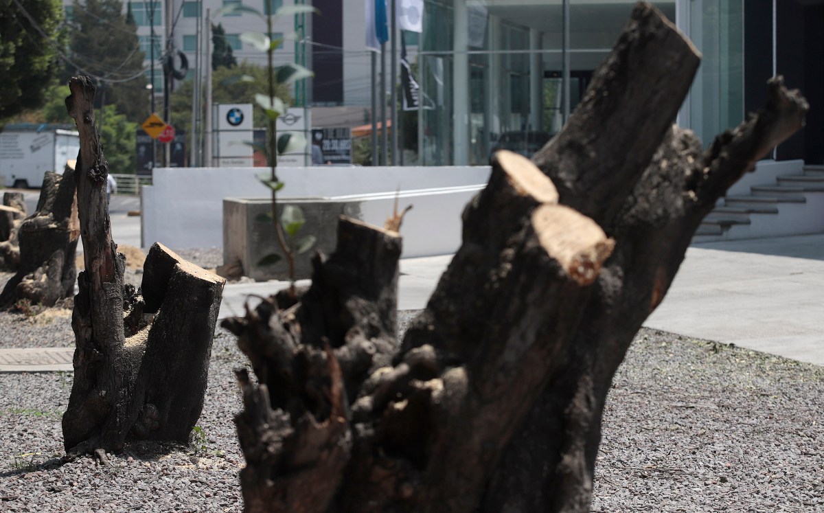 Defiende Medio Ambiente tala de árboles en parque de Puebla
