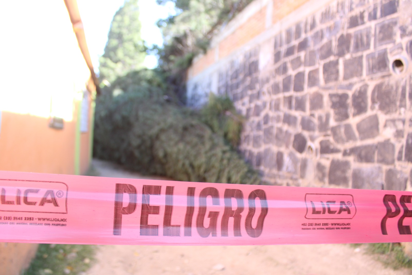 Protección Civil de Coronango atiende la caída de un árbol en secundaria; sin reporte de personas lesionadas