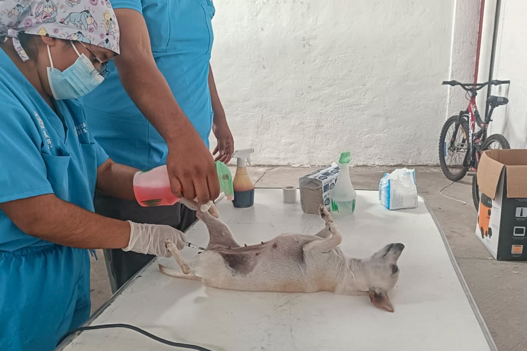 Tlaxcala lanza campaña gratuita de esterilización de mascotas del 3 al 7 de noviembre