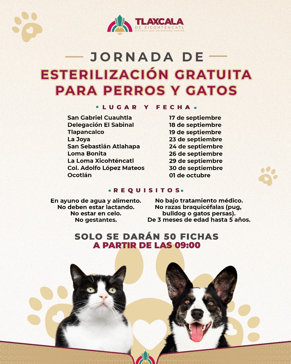 Tlaxcala amplía campaña de esterilización para perros y gatos en la capital