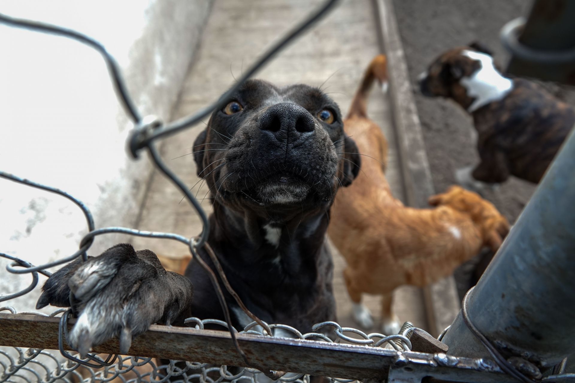 Organizaciones alertan sobre cinco casos semanales de maltrato animal en Puebla