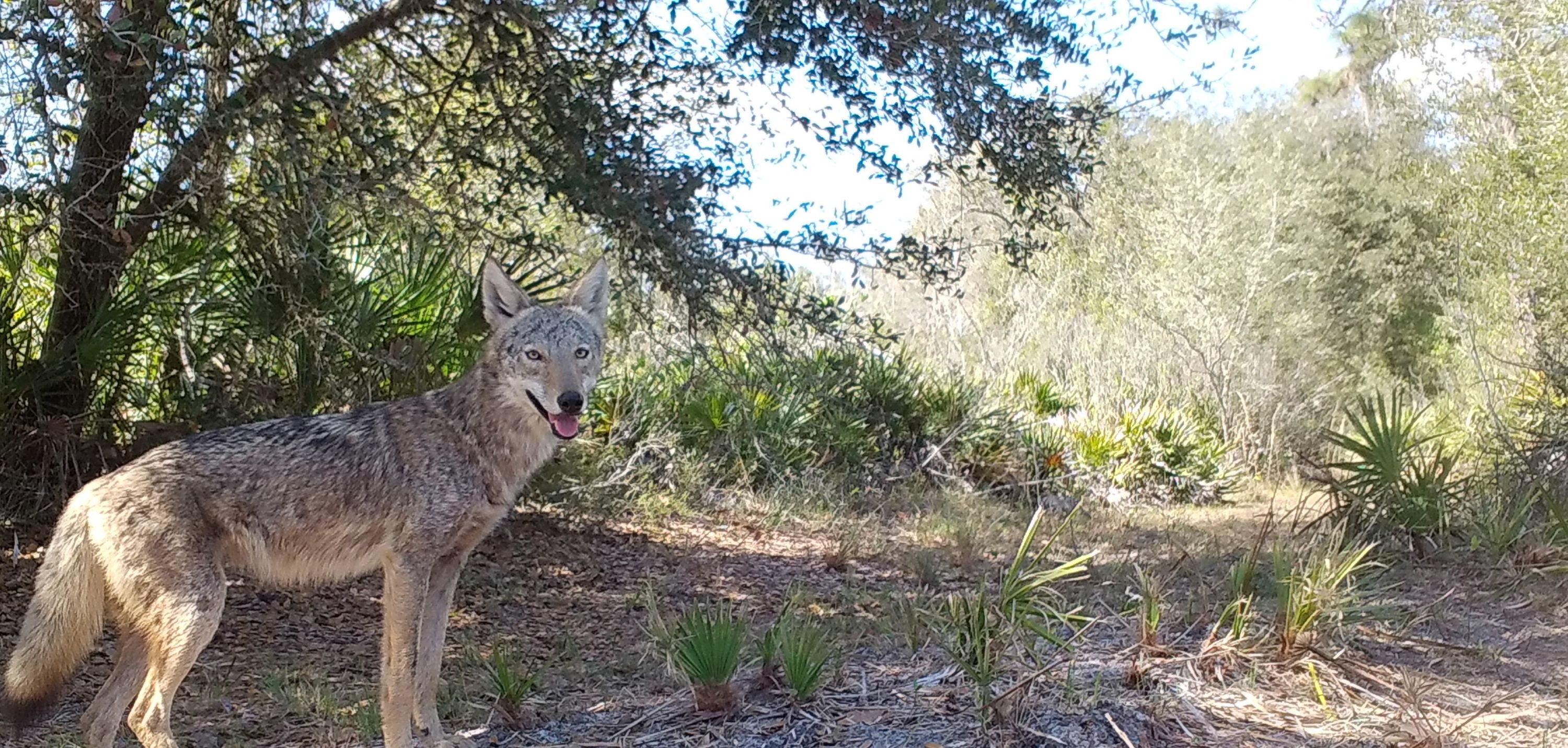 Ecólogo desmiente mitos: los coyotes son clave en el ecosistema