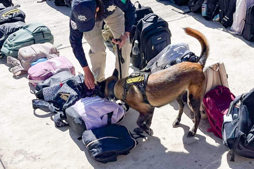 Tlaxcala impulsa prevención de adicciones y delitos con demostración canina