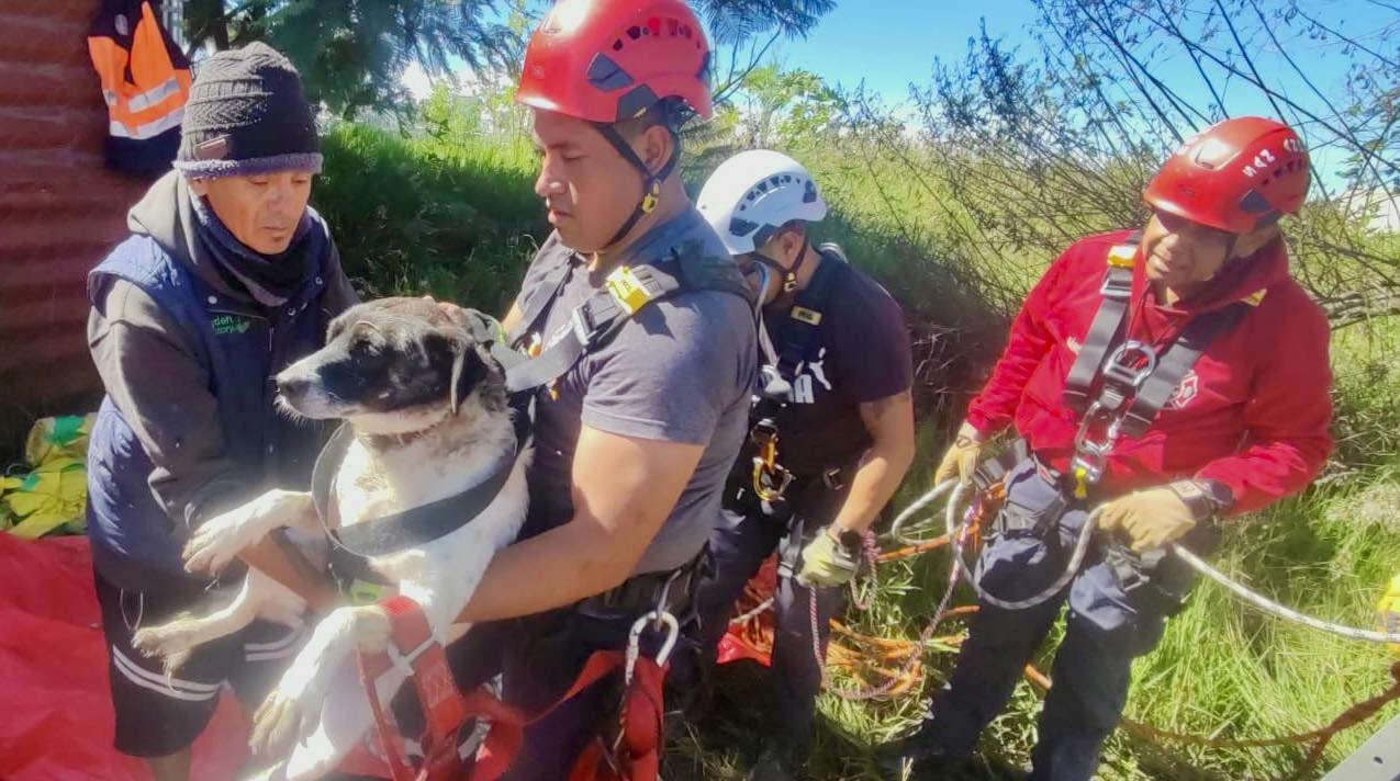 Bomberos rescatan a tres perritas que cayeron a un pozo de 27 metros en Tlaxcalancingo