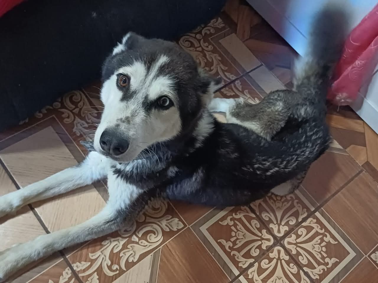 Localizan y rescatan a "Shakira", husky víctima de maltrato en Atlahapa