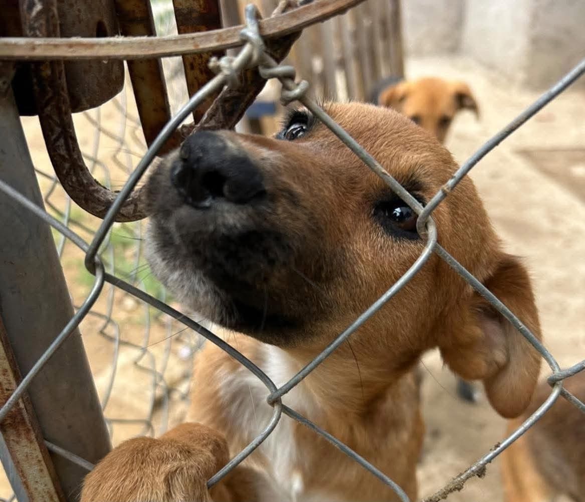 Rescatistas en Tlaxcala exigen transparencia en Bienestar Animal