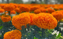 Lanzan en Coronango la Ruta “Colores y Sabores” para promover tradiciones y economía local