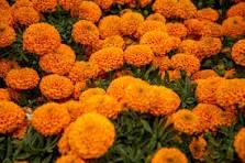 Lanzan en Coronango la Ruta “Colores y Sabores” para promover tradiciones y economía local