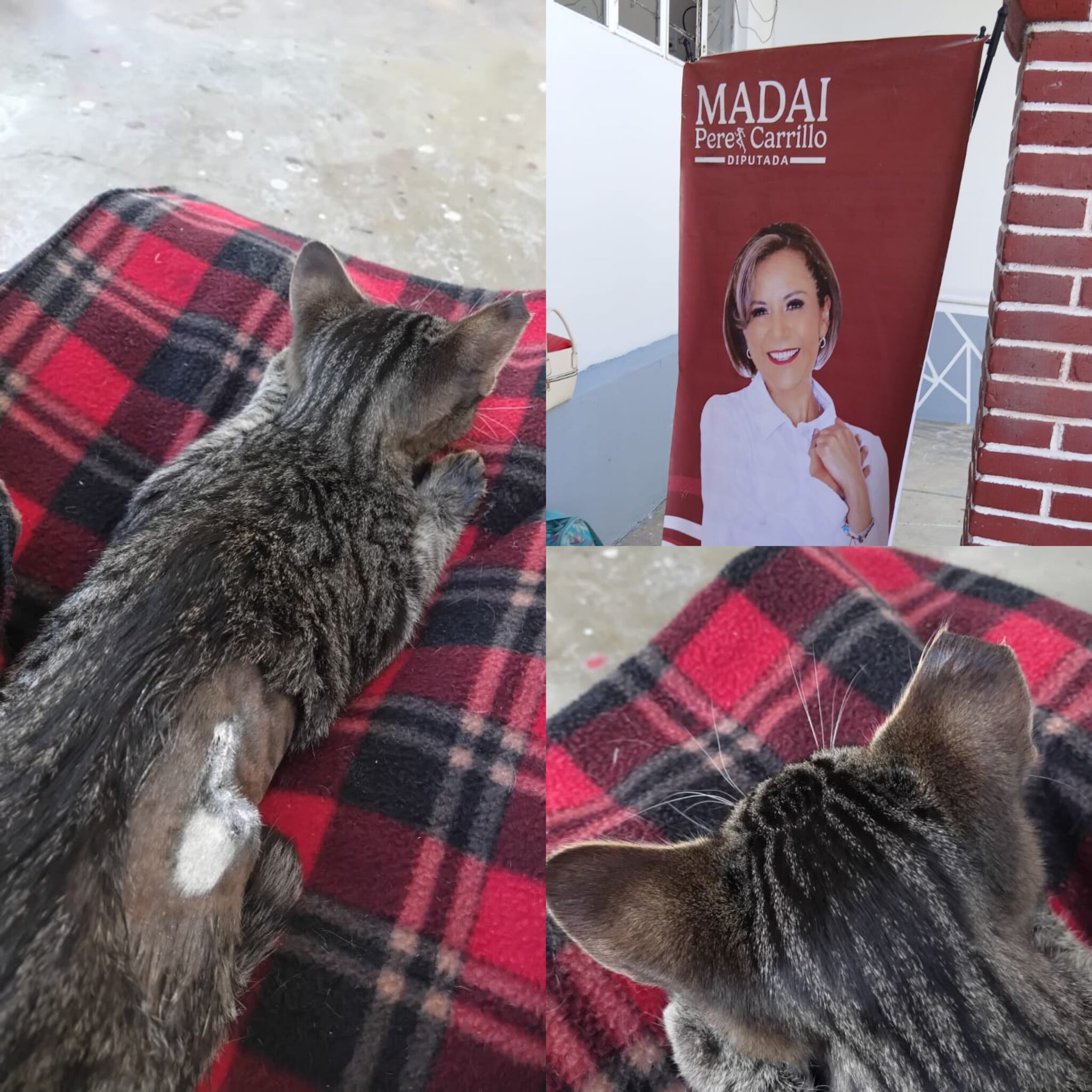 Denuncian en Acuitlapilco riesgos por campaña de esterilización animal