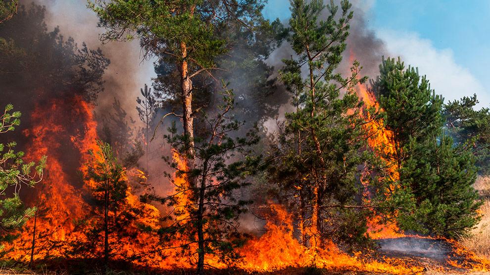Incendios forestales en Tlaxcala superan 2,427 hectáreas dañadas en 2025