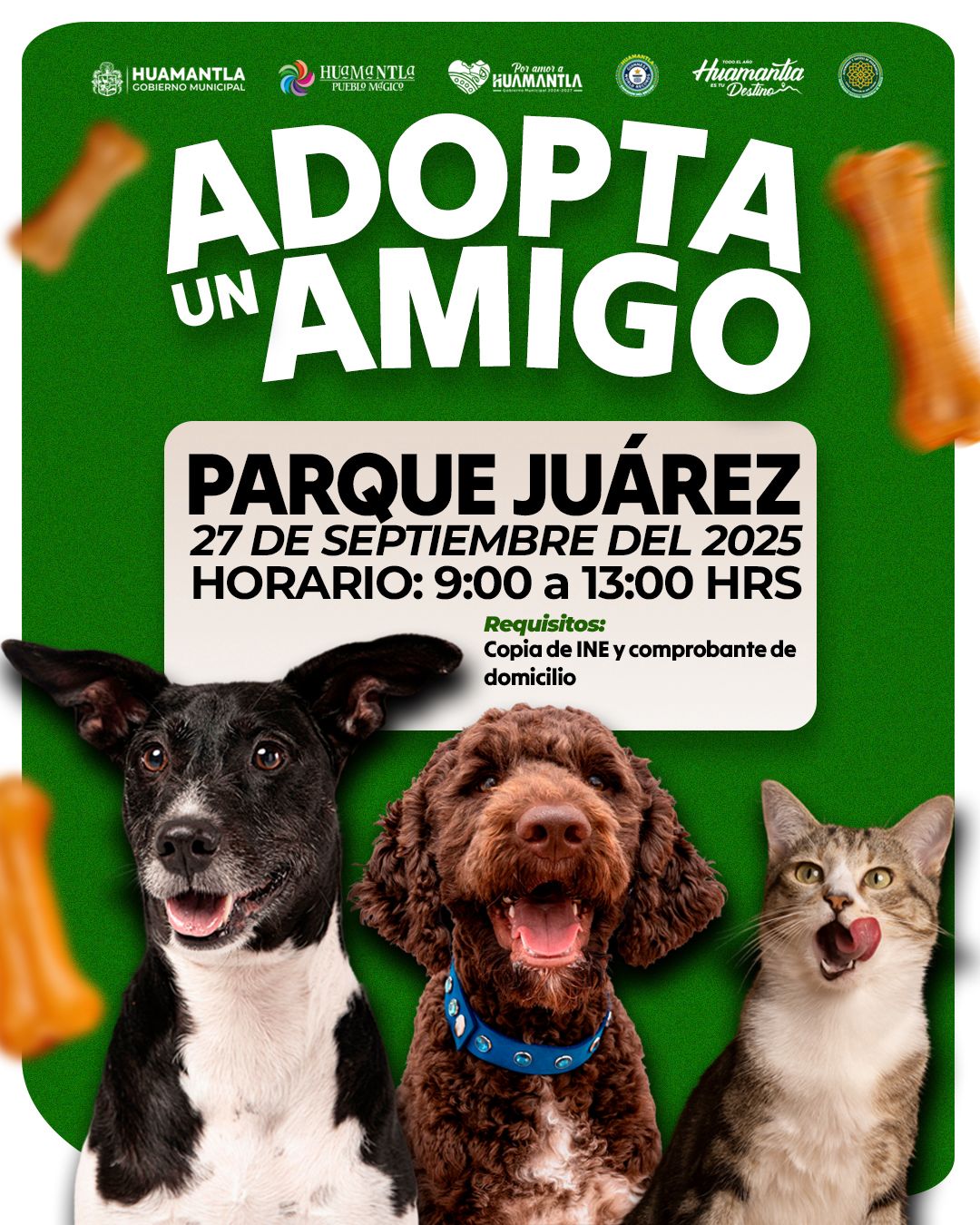 Cartelera Huamantla: Jornada de adopción de perros y gatos en Parque Juárez