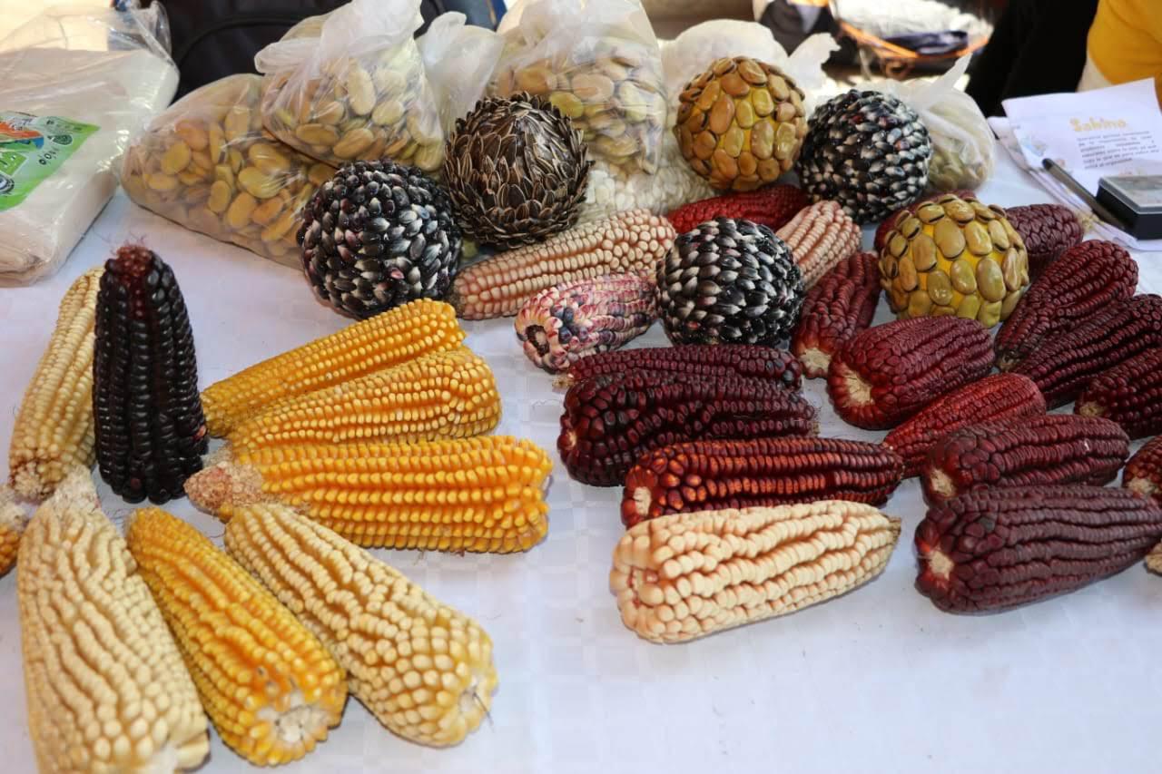 Tlaxcala, guardián del maíz criollo: 16 razas nativas protegen México