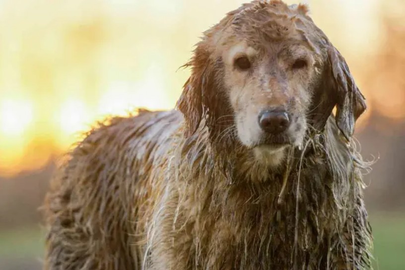 Por qué tu perro huele a “perro mojado”