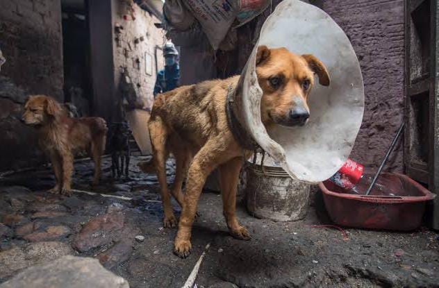 Tlaxcala prioriza denuncias por maltrato animal ante récord de casos