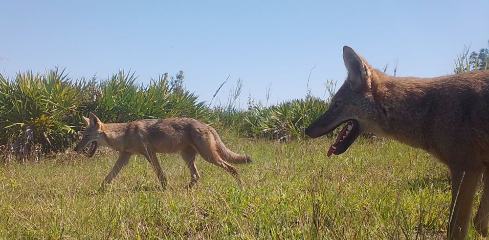coyote2