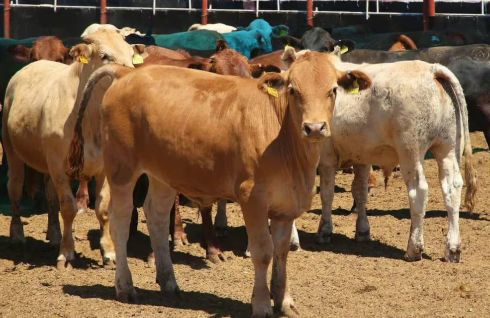 Sheinbaum impulsa centro de carne de alta calidad y apoyo al ganado en México