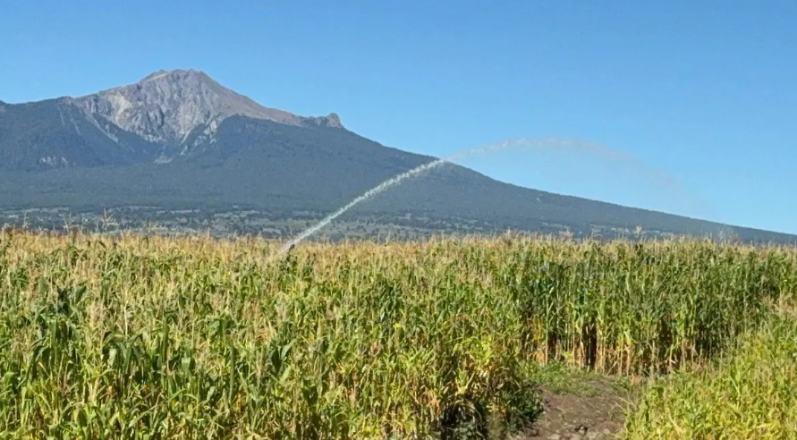 Maíz de Huamantla sufre pérdidas por lluvias intensas y sequías atípicas