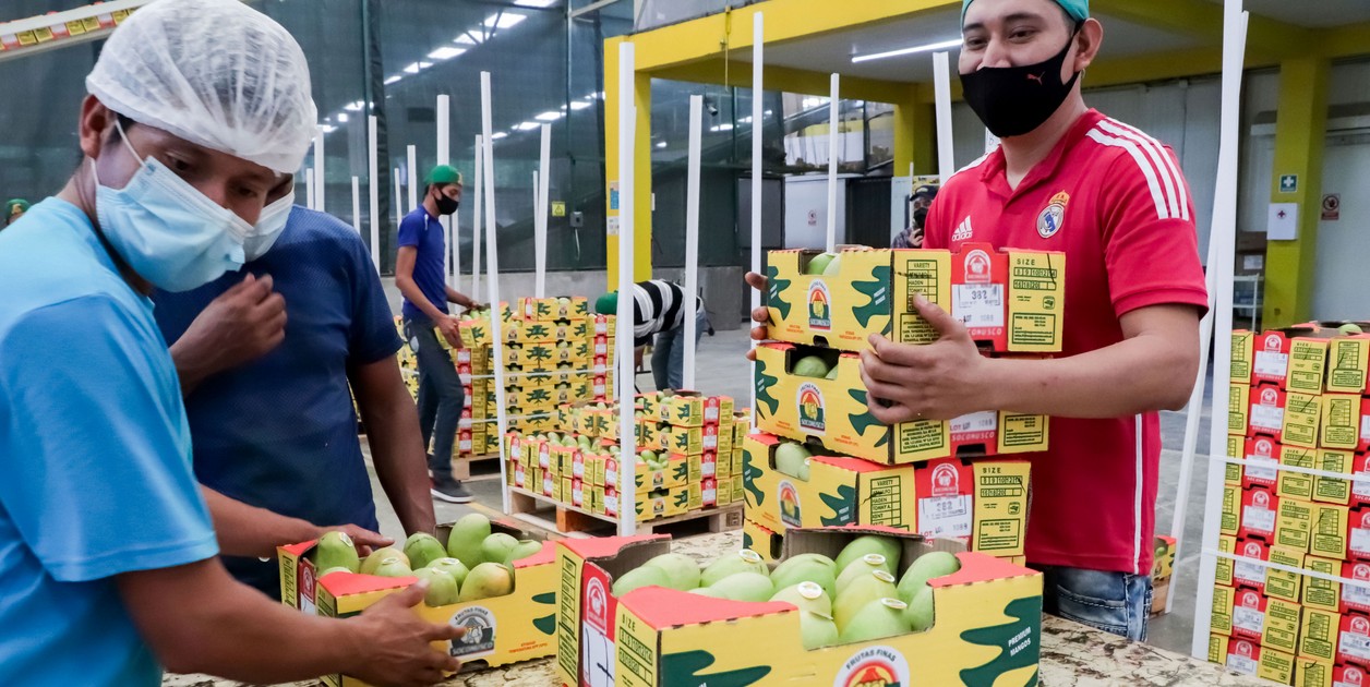 Exportación de mango mexicano: panorama actual y relevancia