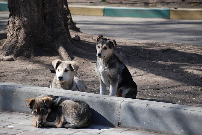 Alerta en Tlaxcala: piden acciones urgentes para proteger a mascotas del gusano barrenador
