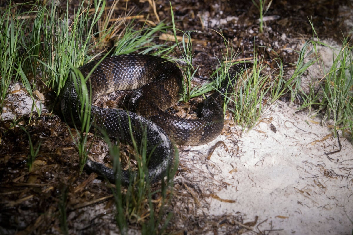 Aumentan avistamientos de serpientes en temporada cálida