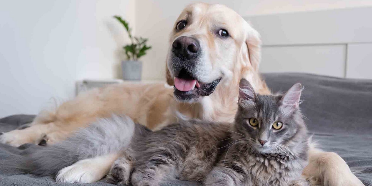 El calor también pone en riesgo a tus mascotas