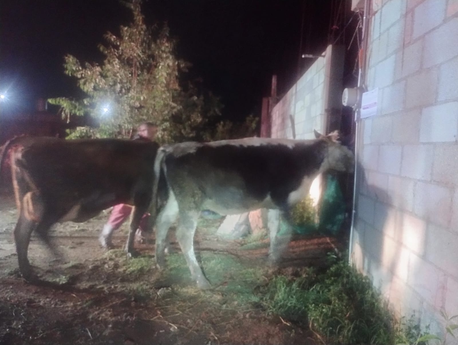 Roban cabezas de ganado y camioneta, en Panotla; delincuentes someten a pareja