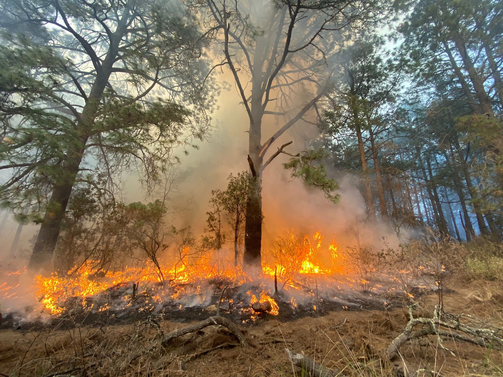 Tlaxcala da paso clave: preparan expertos para revelar origen de incendios forestales