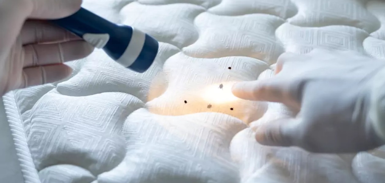 Cómo eliminar chinches de la cama con remedios caseros fáciles y económicos