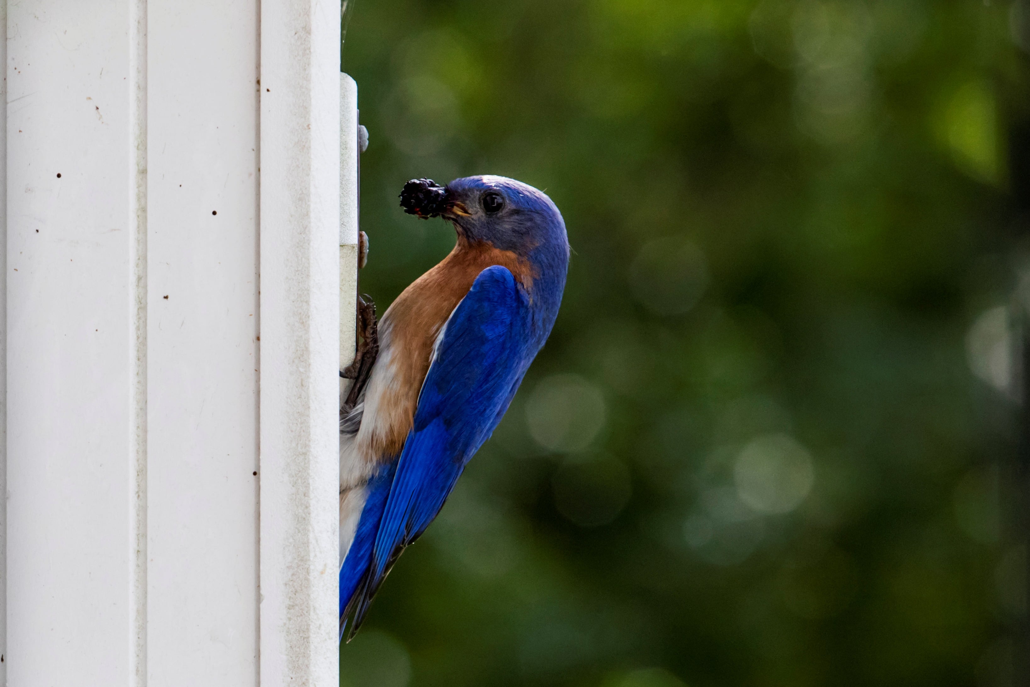 Cómo atraer aves y mejorar su bienestar desde casa