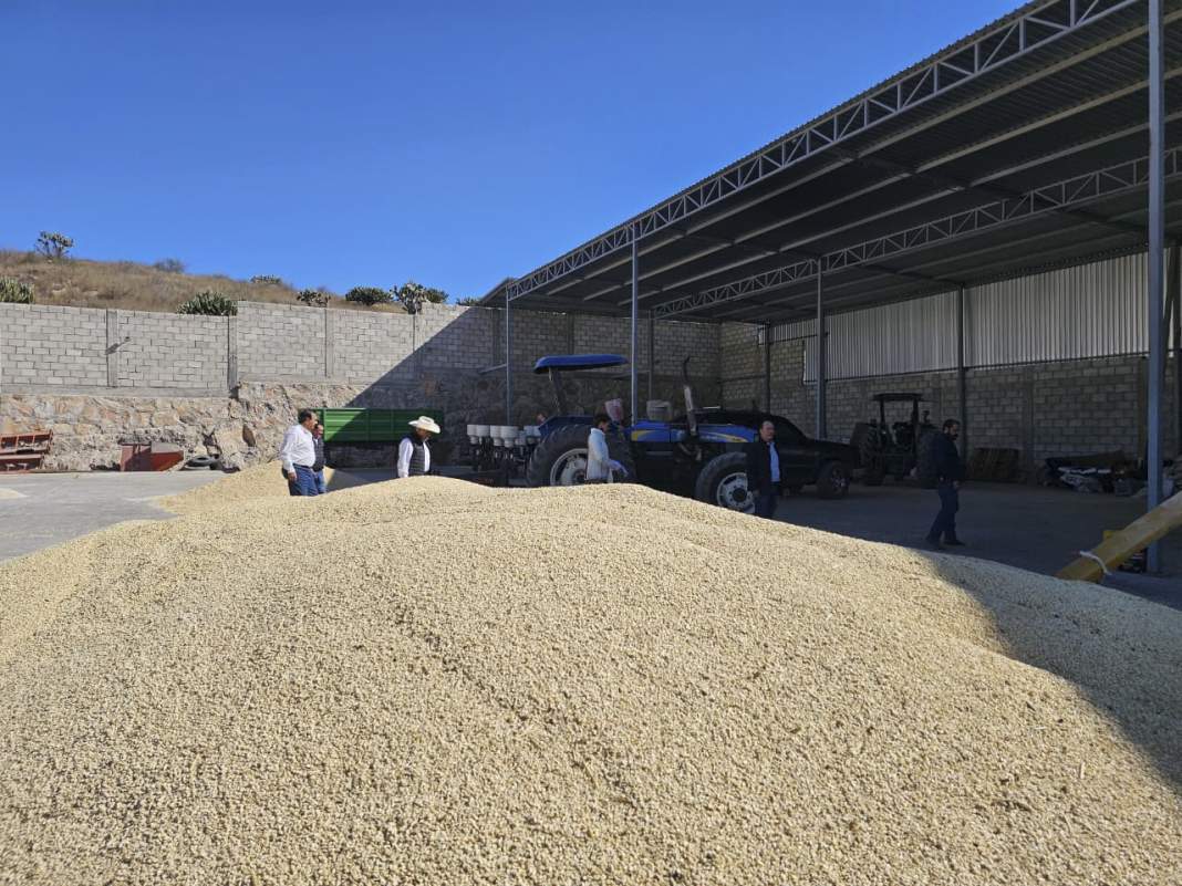 Tlaxcala acelera apoyos al campo: ya compran más de 13 mil toneladas de maíz blanco