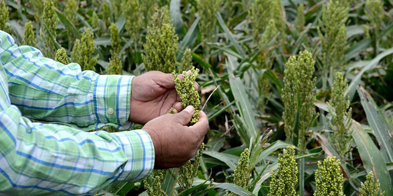 Campo de Tlaxcala en alerta: agricultores exigen apoyo urgente para salvar la siembra 2026