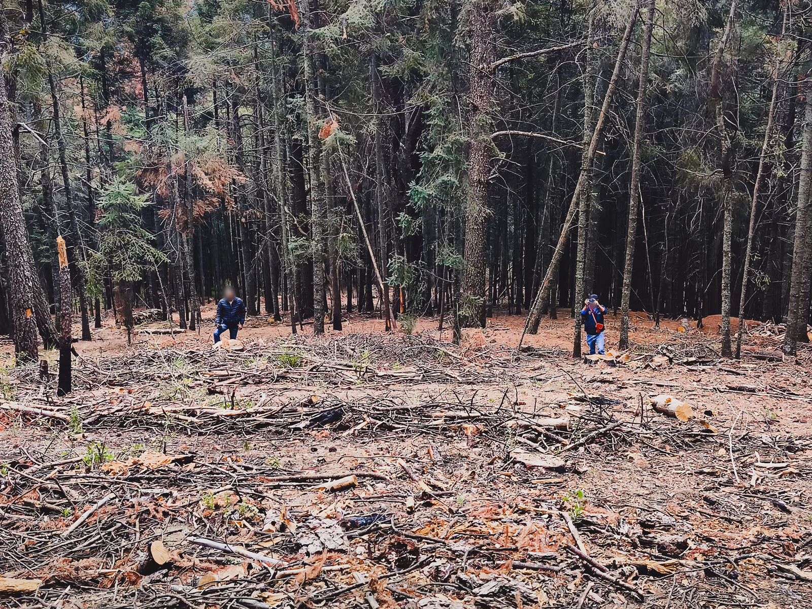 Tlaxcala en alerta: Profepa asegura madera en Calpulalpan tras inspección ambiental