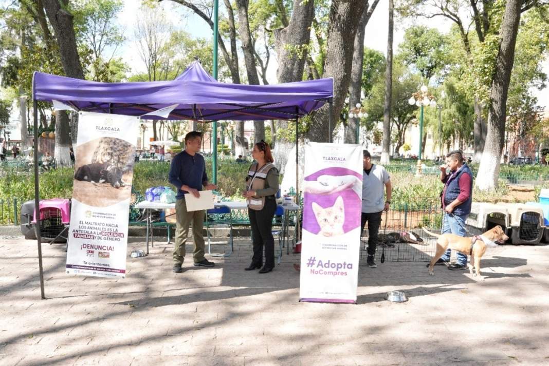 Perro durante una jornada de vacunación en Tlaxcala.